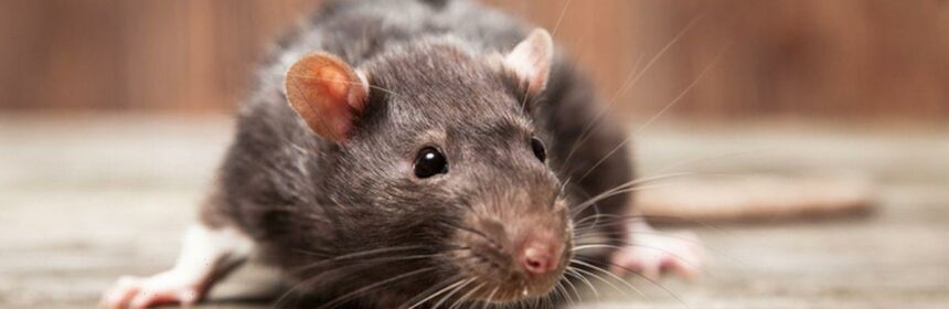 Most common signs of rats infestation in your house – from odour to ...