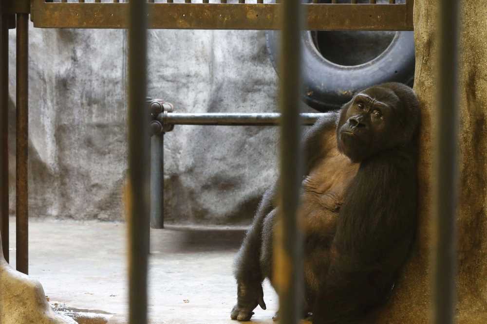 'World's loneliest gorilla' Bua Noi to spend another Christmas locked ...