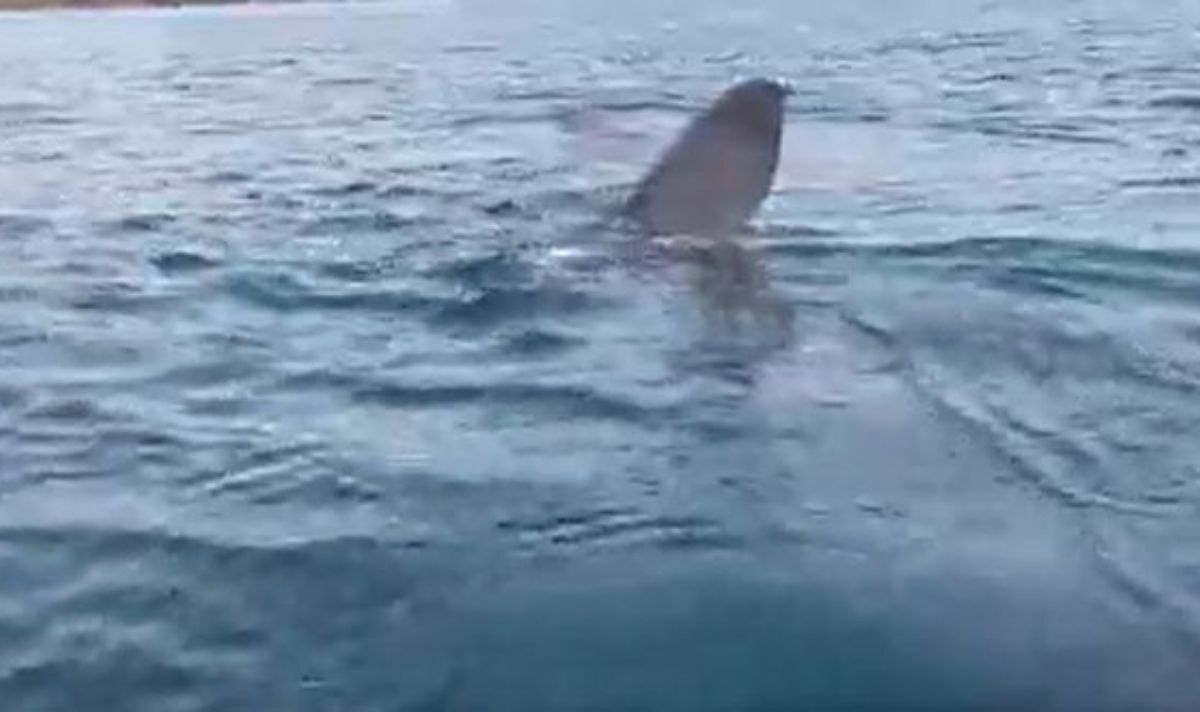 Moment astounded kayakers come 'nose-to-nose' with huge shark - Hot ...