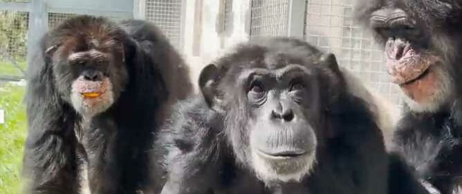 Heartwarming moment lab chimp named Vanilla kept in a cage her whole